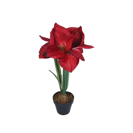 Amarylis czerwony w doniczce 45cm -zdjęcie numer 1