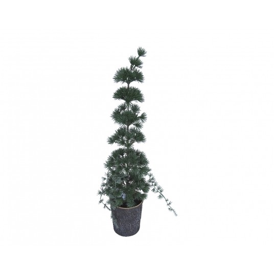 Choinka zielona w doniczce 60cm -zdjęcie numer 1