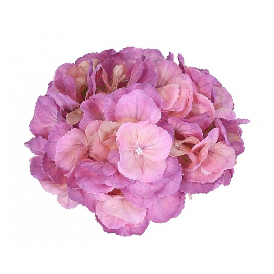 Hortensja wyrobowa róźowo-fioletowa 24cm/12cm -zdjęcie numer 1