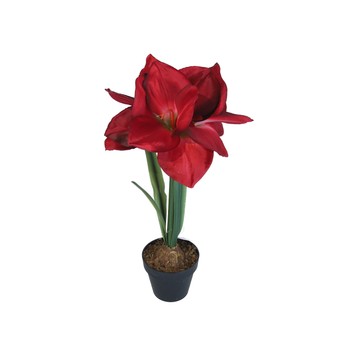 Amarylis czerwony w doniczce 45cm
