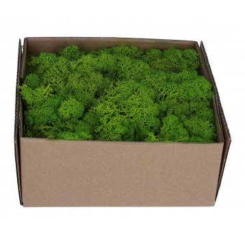 Chrobotek-mech j. zielony 19cm/19cm