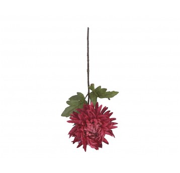 Chryzantema bordowa na łodydze 76cm