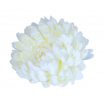 Chryzantema wyrob. krem op.=6 szt.(KWLA296)