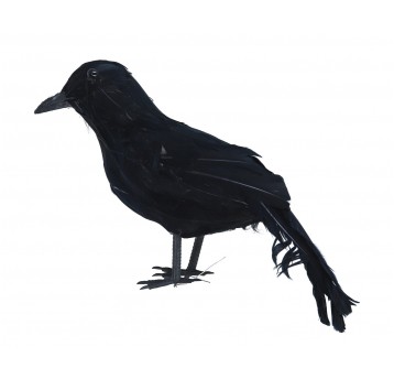 Czarny kruk do kompozycji 15cm/30cm