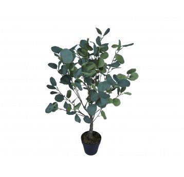 Drzewko eukaliptusa w doniczce 86cm