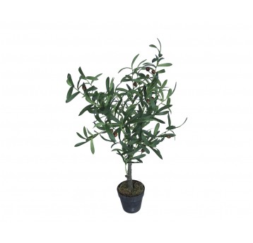Drzewko oliwne z oliwkami w doniczce 82cm