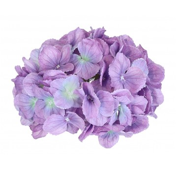 Hortensja wyrobowa fioletowa 24cm/12cm