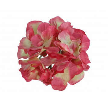 Hortensja wyrobowa rózowo-zólta 10cm/14cm