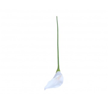 Kala biała na łodydze 63cm