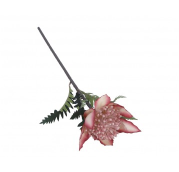 Karczoch różowo-bordowy do kompozycji 56cm