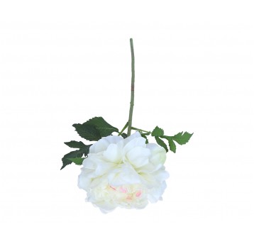 Piwonia biała na łodydze 57cm