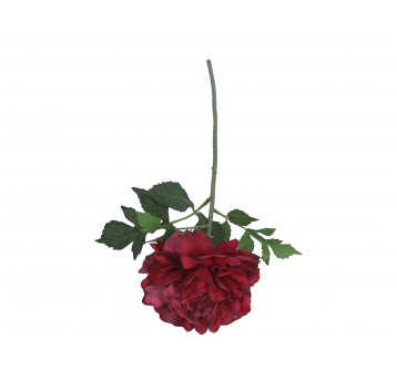 Piwonia bordowa na łodydze 56cm