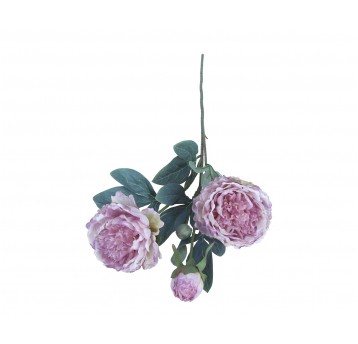 Piwonia fioletawa do kompozycji 72cm