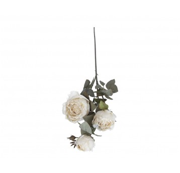 Piwonia kremowa na łodydze 3 kwiaty 78cm