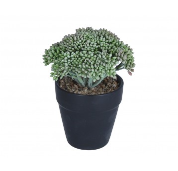 Roślina ozdobna w doniczce 15cm