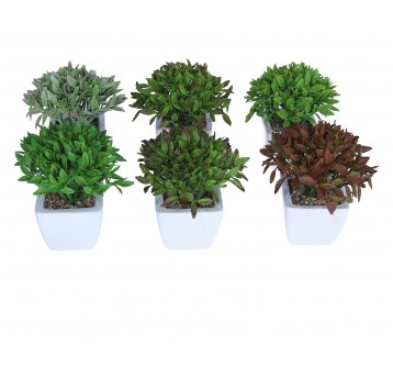 Roślina ozdobna w doniczce mix 6 kol. 14cm