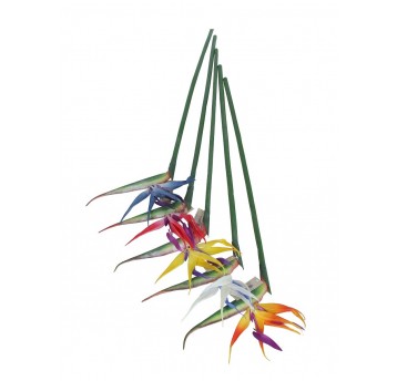 Strelicja ozdobna do kompozycji 85cm mix kol.