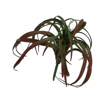 Sukulant agawa zielono-bordowa op=3 szt 20cm