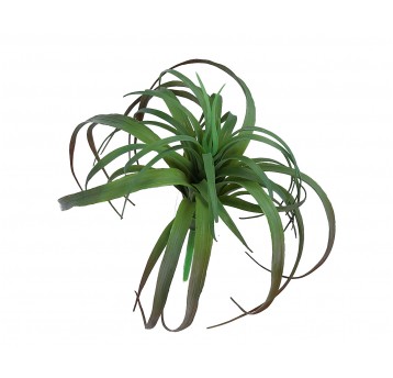 Sukulent agawa zielona op=3 szt h 20cm