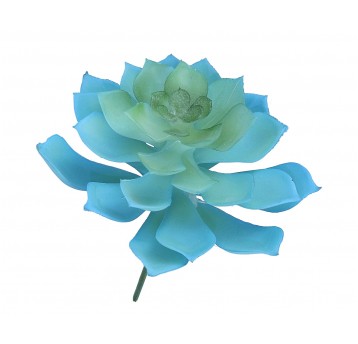 Sukulent niebieski śr 10cm/12cm