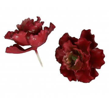 Sukulent ozdobny bordo na piku 11cm /11cm