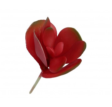 Sukulent ozdobny bordo na piku 26cm/25cm