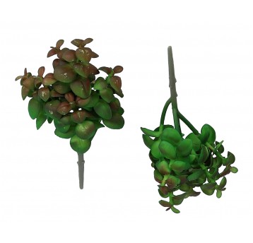 Sukulent ozdobny ielono-bordowy na piku 21cm