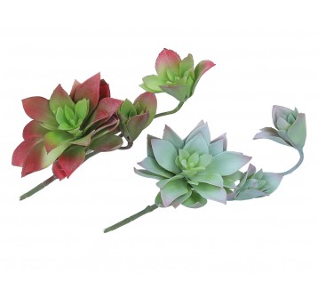 Sukulent ozdobny mix 2 kol 30cm