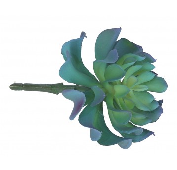 Sukulent ozdobny zielono-tirkusowy 15cm