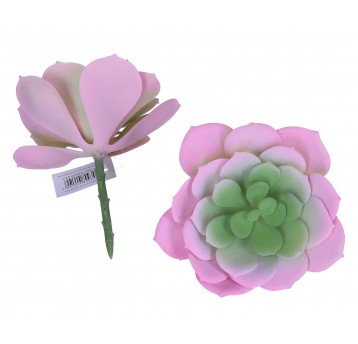Sukulent różowo-zielony 14cm/12cm