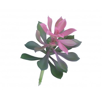 Sukulent zielono-róźowy 16cm