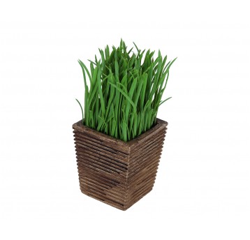 Trawa zielona ozdobna w doniczce 18cm
