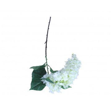 Wisteria biała 110 cm